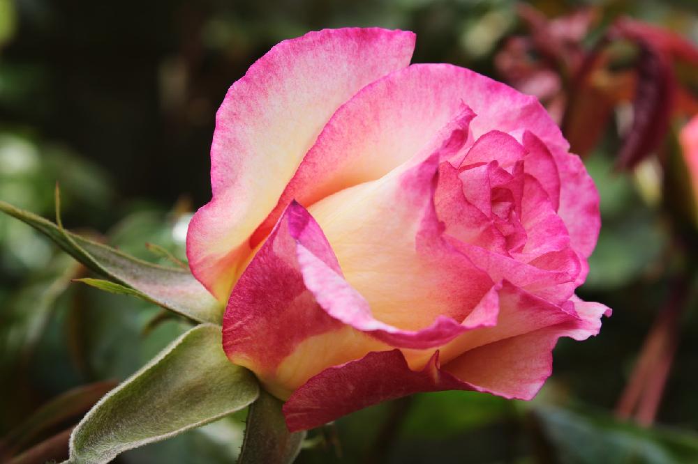 Jak wybrać odpowiednie róże do własnego ogródka?